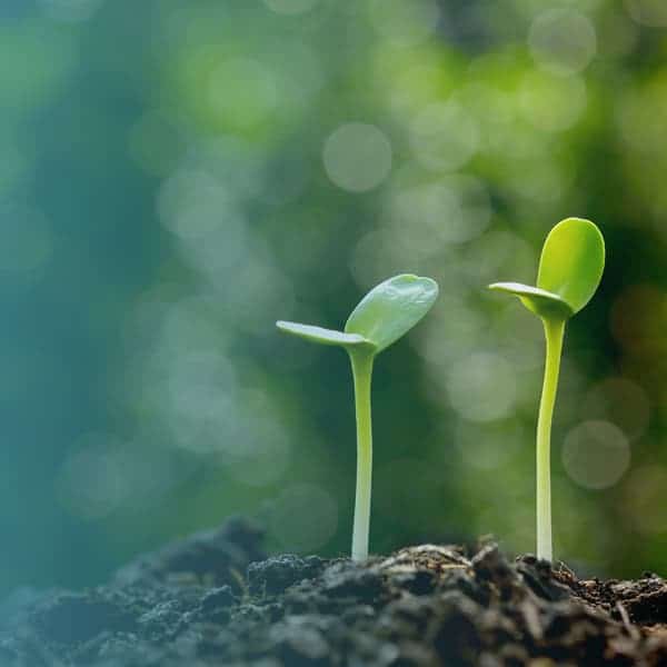 Saplings for Health and social care law image